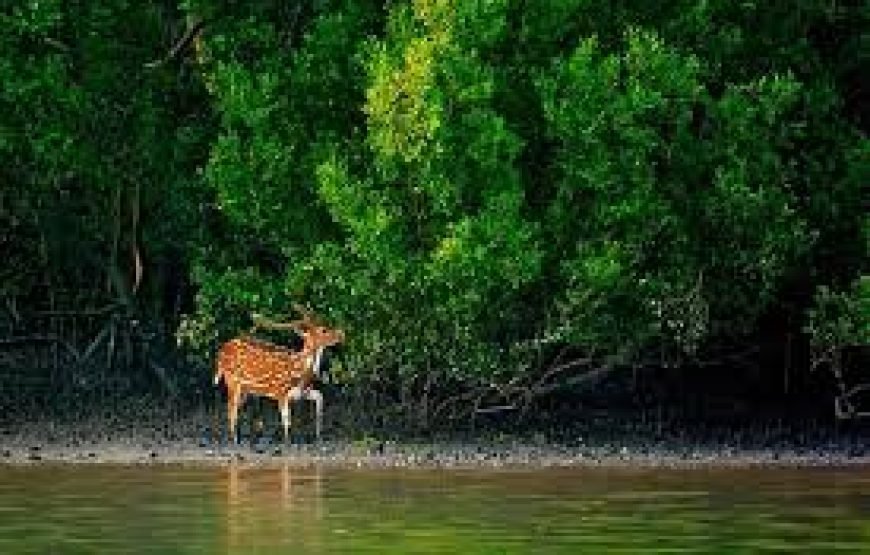 🌴 Sundarban Tour Package from Khulna 🌴