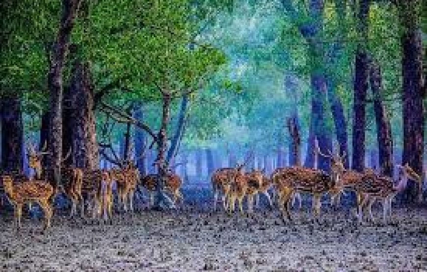 🌴 Sundarban Tour Package from Khulna 🌴