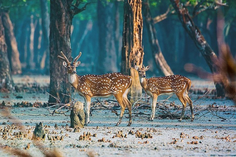 Sundarban Tour Package by AC Ship with Attached Bath