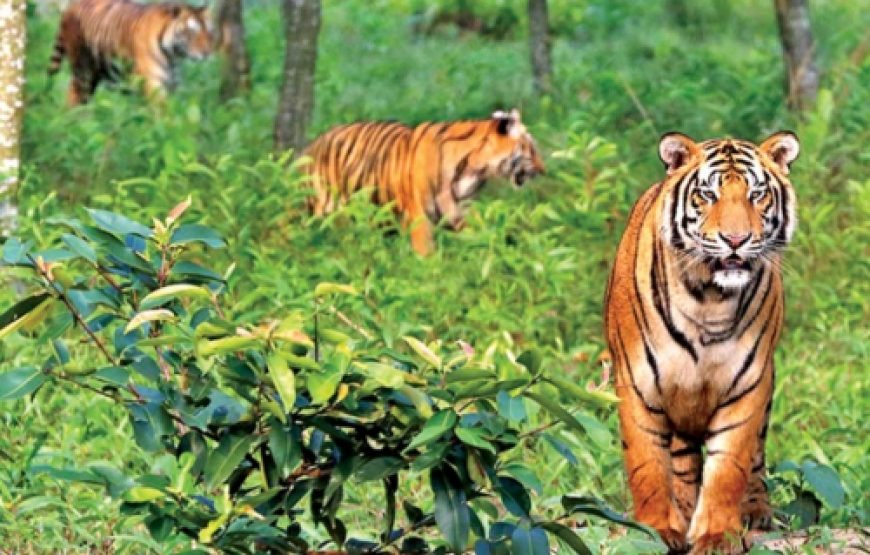 3-Days 2-Night Sundarbans Tour Package By AC Ship