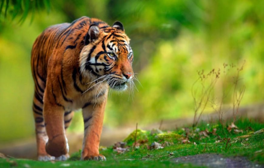 🦌 3 Days & 2 Nights Dhaka to Sundarban Tour Package 🦌