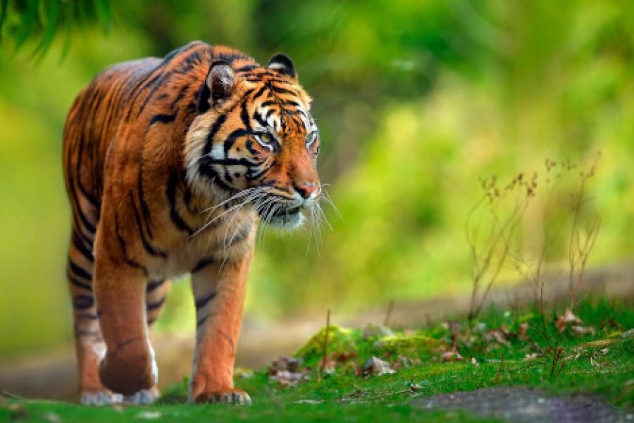 🦌 3 Days & 2 Nights Dhaka to Sundarban Tour Package 🦌