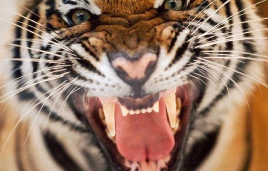 ๐ฟ Sundarban Tour Package from Dhaka by Ship ๐ฟ