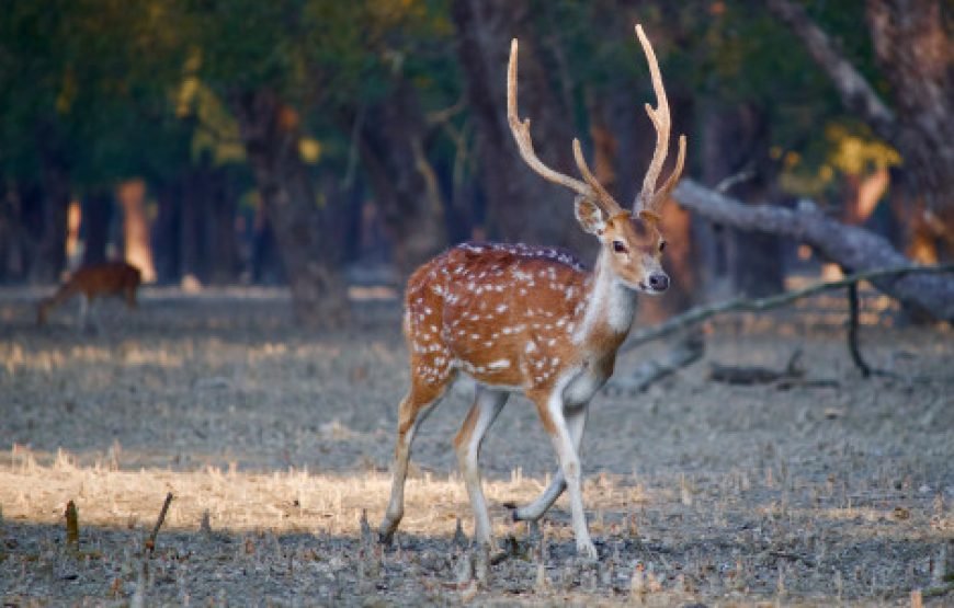 🦌 3 Days & 2 Nights Dhaka to Sundarban Tour Package 🦌