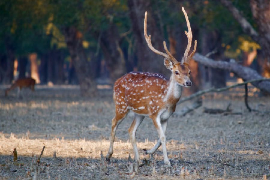 🌿 Sundarban Tour Package from Dhaka by Ship 🌿