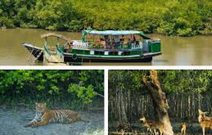 🌴 Sundarban Tour Package from Khulna 🌴