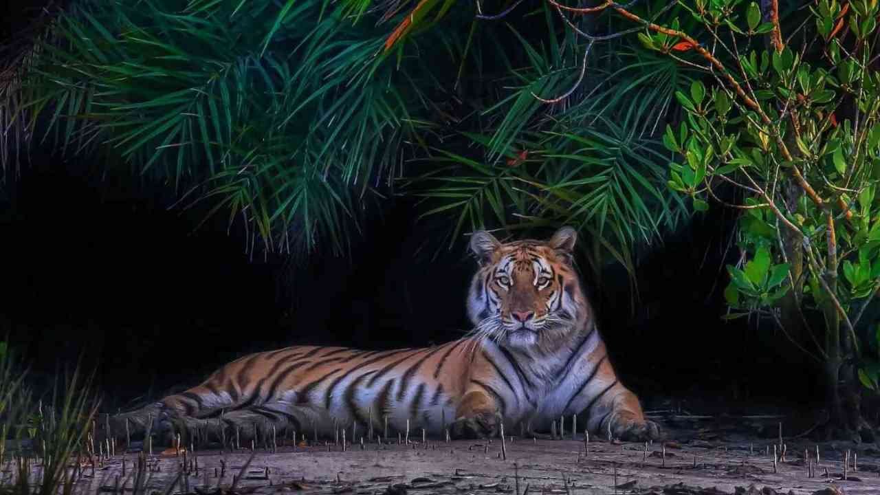 Day 3– Sundarban ➝ Khulna